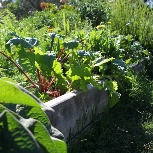 Farming allotments2