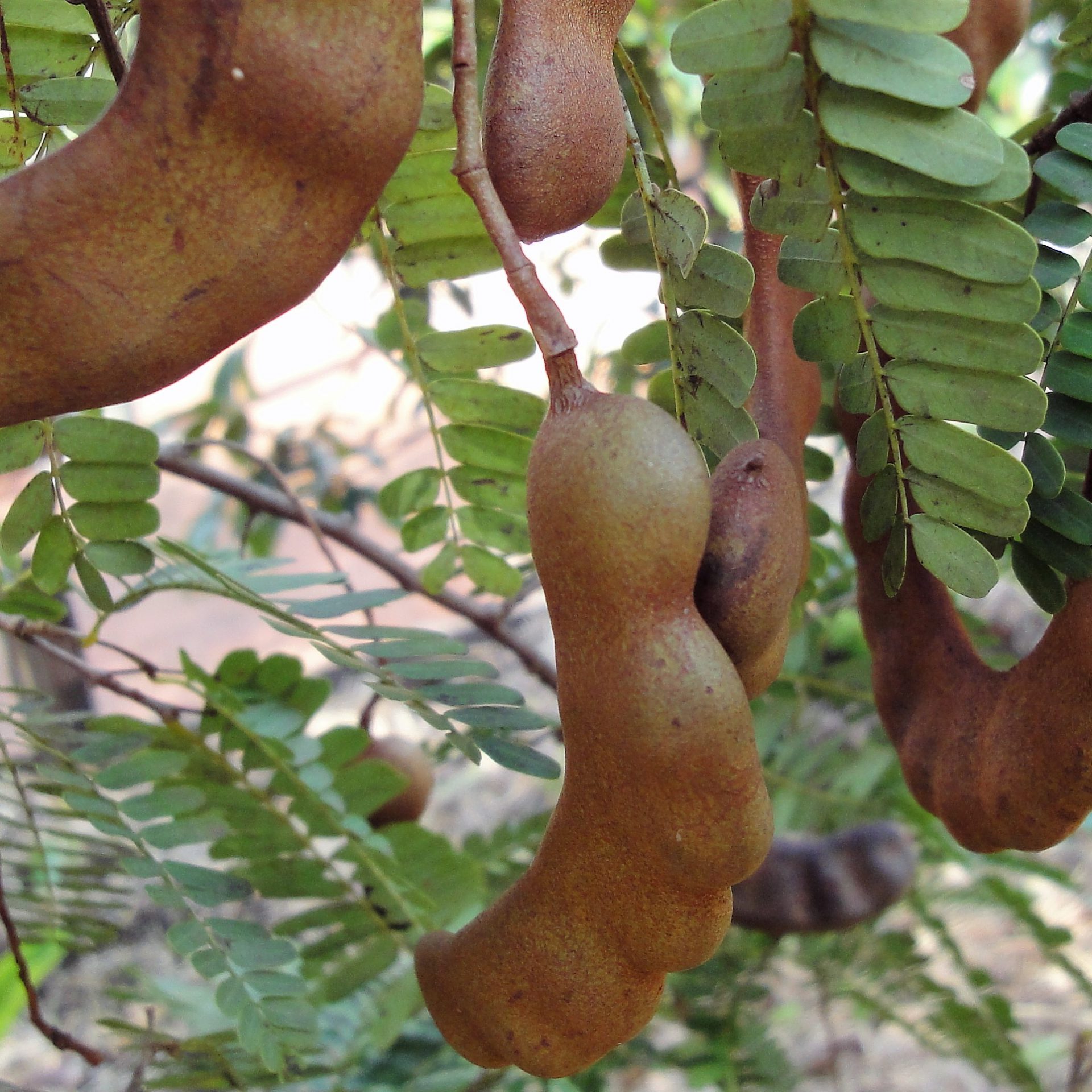 Plants at the Farm tamarind2