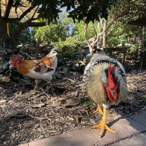 chickens